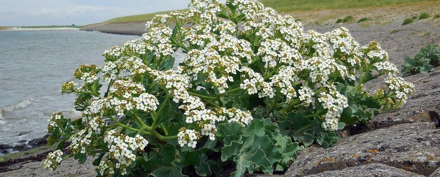 Klifplanten: bewoners van de kunstmatige ‘rotskust’ zitten in de lift dlvr.it/TBzL32