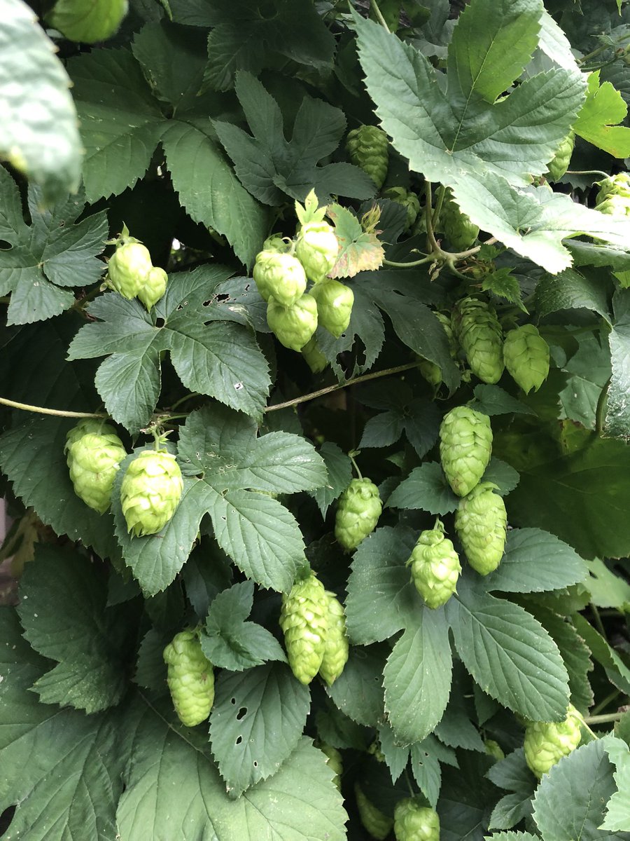 Theis23Aaron's tweet photo. @OutKickTNML 2week hiatus to the Ozarks, spreading the word (TNML)! AND, glad to be home. Ample rain while away and even a Friendly Mow by a neighbor! Chinook hops coming in! Let’s brew! https://t.co/utxwgdCc20