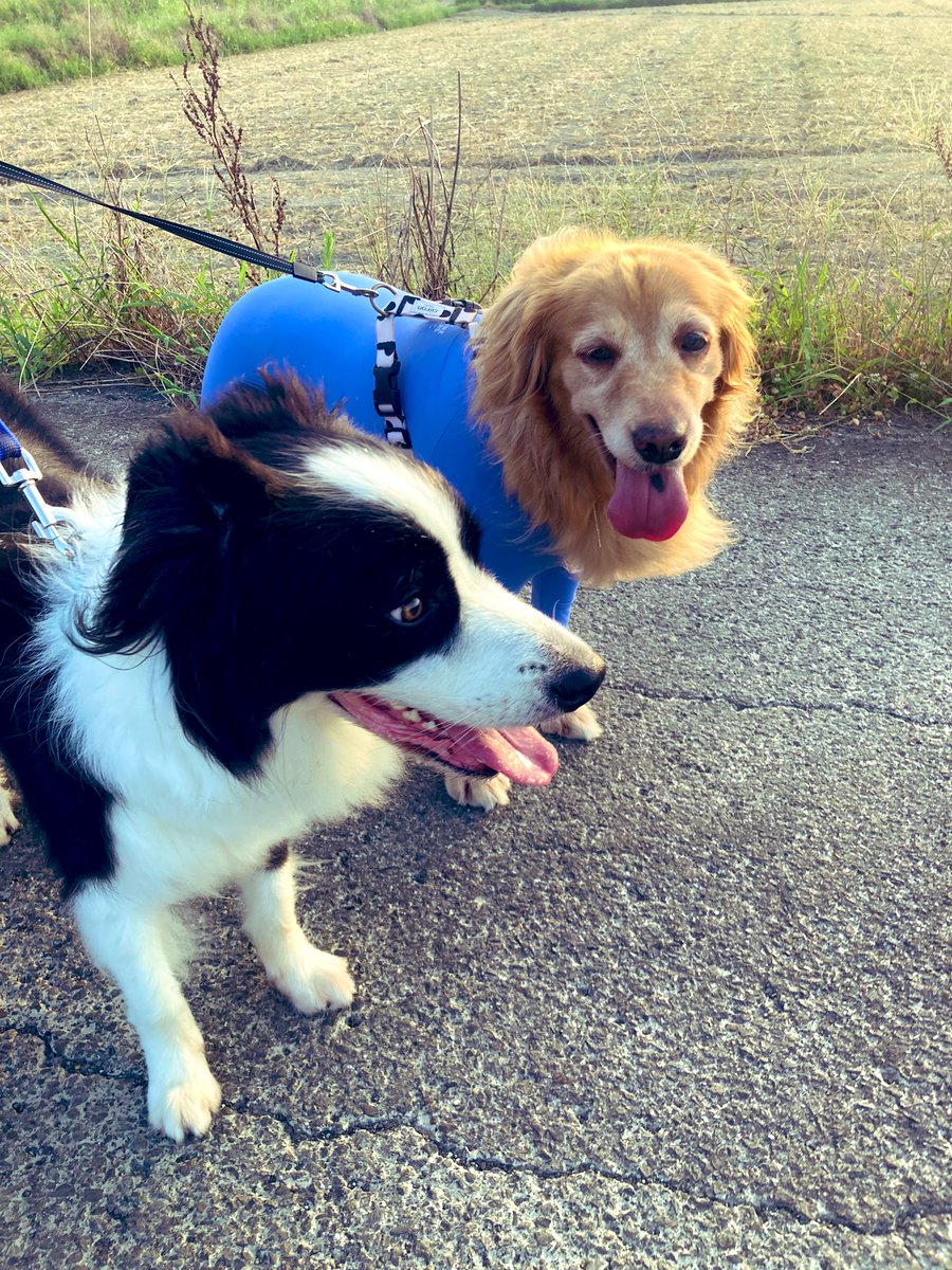 LA12172's tweet photo. お友達ワンコのピケくんと朝んぽ☀️
ハナちゃんピケくん👅かわいい
#ゴールデンレトリバー
#ボーダーコリー
#徳島
#田舎暮らし https://t.co/Ijvf5jUIaR