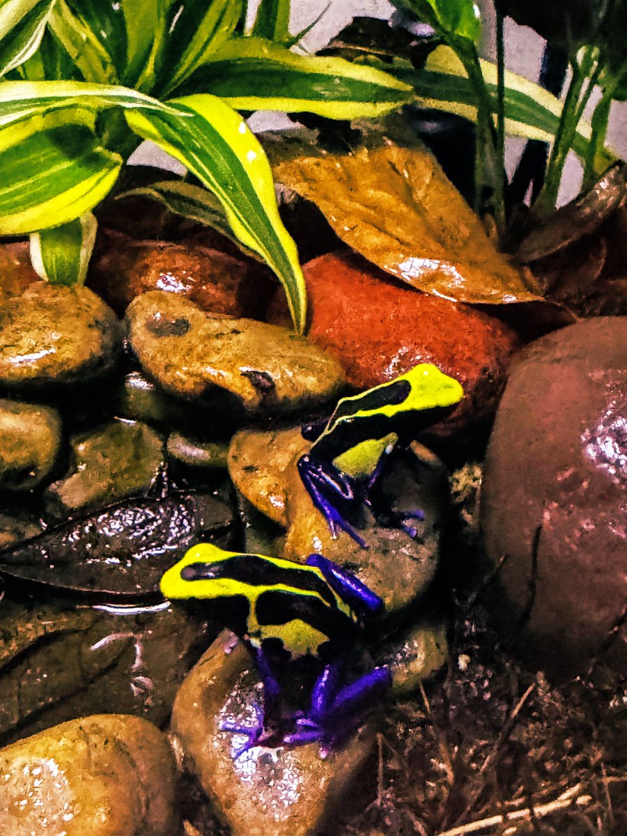 VenerableHomo's tweet photo. Two of our sweet guys—Englebert and Alphonso—chillin by their little stone pond. 🐸🐸 #frogdad https://t.co/sj03nPQlG1