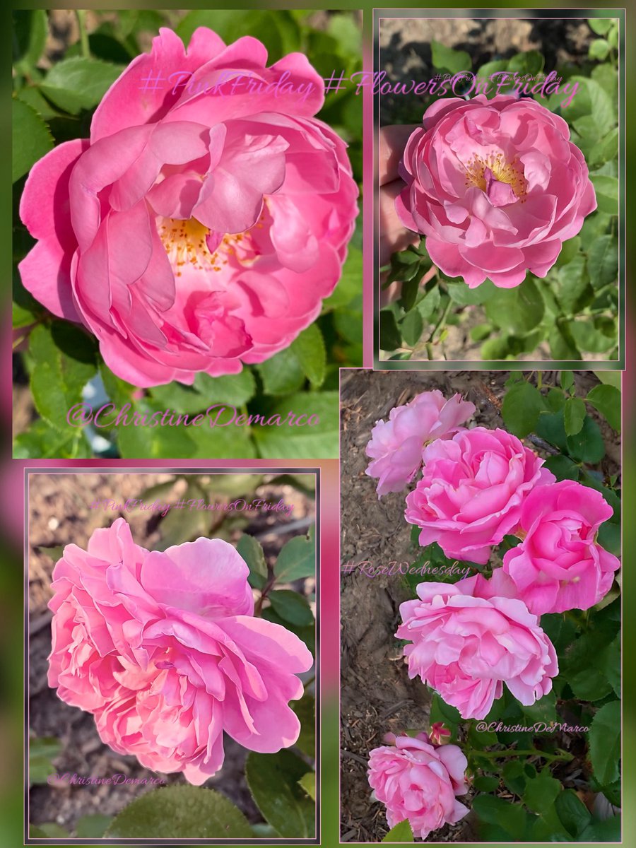#FlowersOnFriday #PinkFriday #Roses 
Mary Rose, beautiful #Pink blooms that start as adorable open cups with ruffled petals; as the blooms mature they reveal open petals that become  more ruffled for a relaxed 
look in #MyGarden with fragrant hints of honey &amp; almond #GardeningX