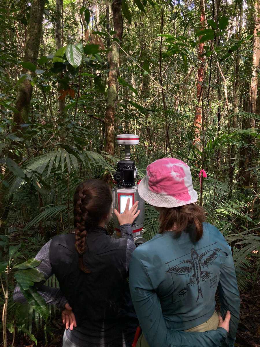 Queensland Permanent Rainforest Plots tweet media