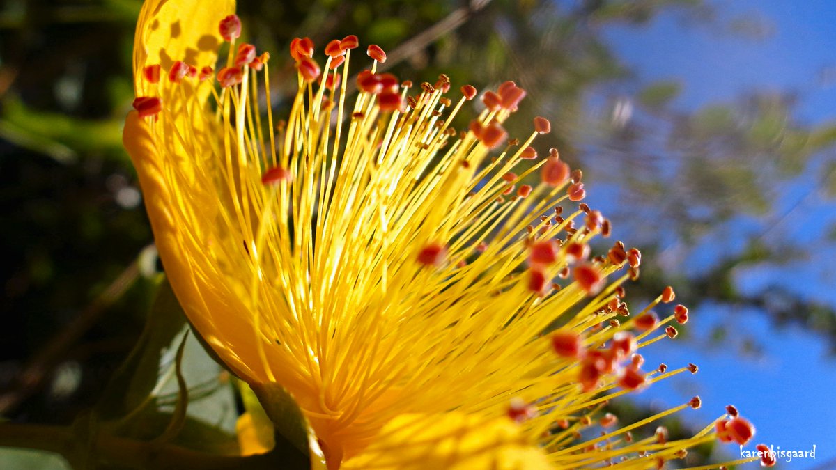 KarenBisgaard1's tweet image. karensnaturephotography.blogspot.com/2022/07/hyperi…
#hypericum #gardenflower