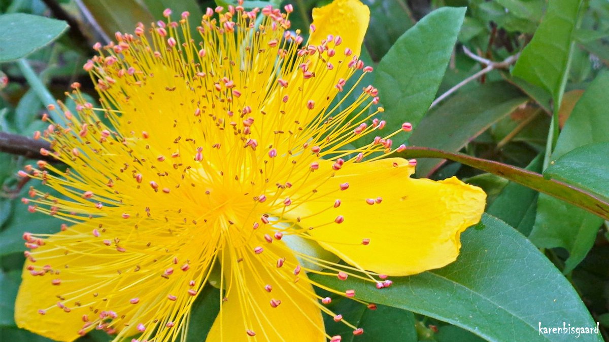 KarenBisgaard1's tweet image. karensnaturephotography.blogspot.com/2022/07/hyperi…
#hypericum #gardenflower