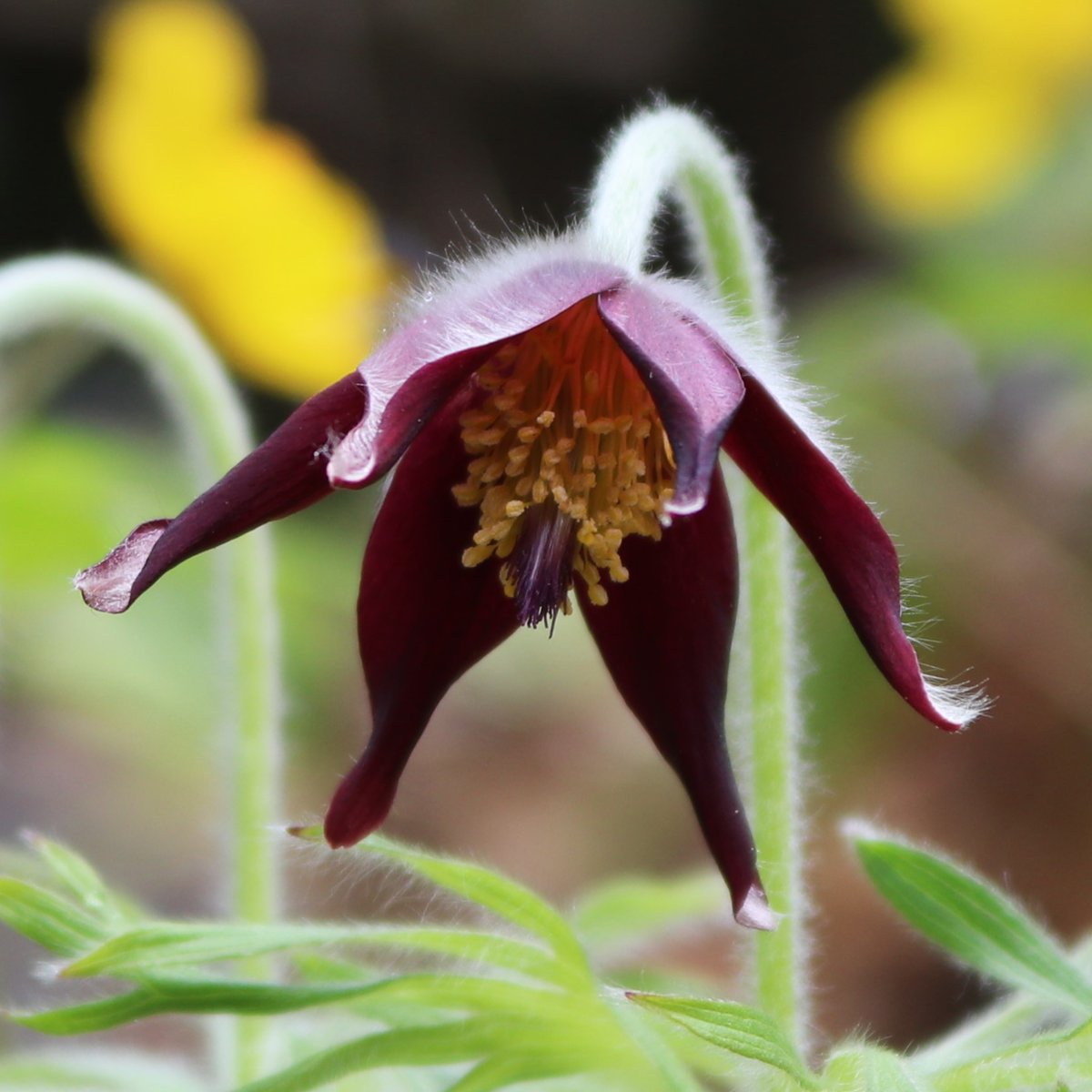 ⚠️庭の花様ご連絡ページ⚠️ okav.com | HAT6760 Garden～高嶺家の二輪花～.jih