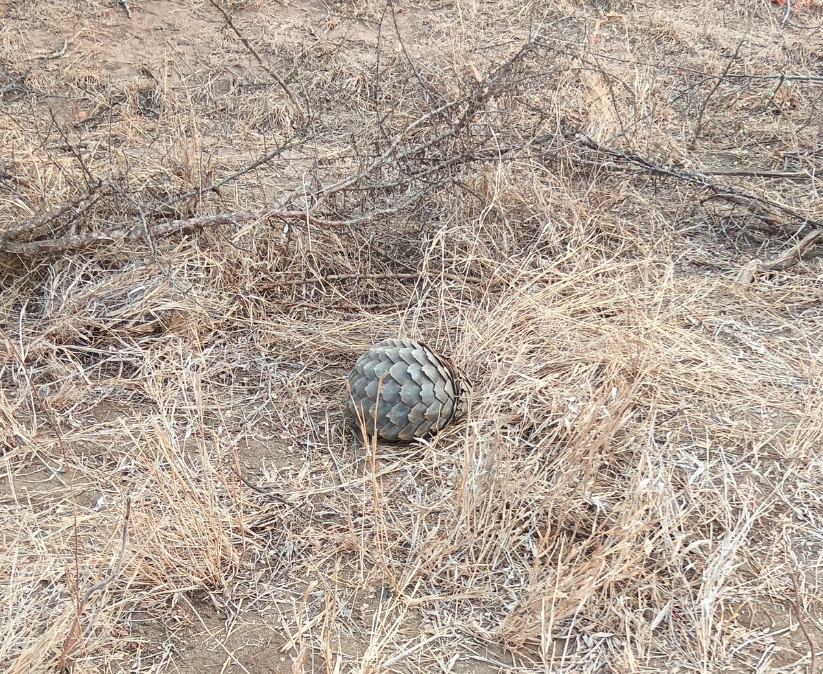 How many of you were Lucky to see this rare and beautiful animal.
Can you guess the name....
#Ndlozi #JuliusMalema #MKParty