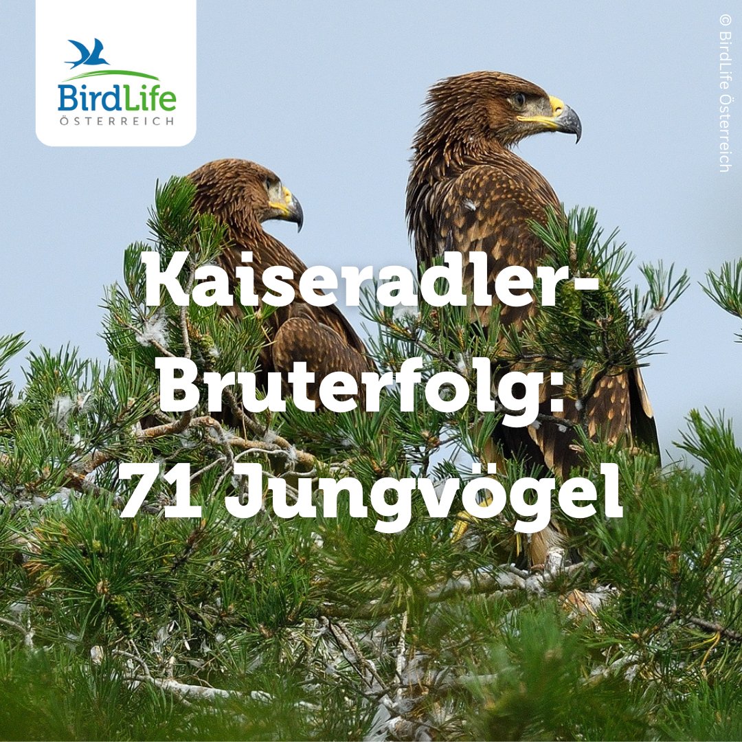 Insgesamt konnten wir 51 #Kaiseradler-Reviere feststellen, das sind 9 mehr als im Vorjahr. 44 davon brachten 71 Jungvögel zum Ausfliegen. Doch diese streng geschützte Art ist nach wie vor in keinem günstigen Erhaltungszustand!
Zur Presseaussendung: birdlife.at/page/presse