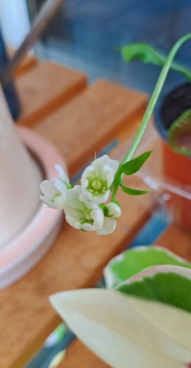 아이가 예전부터 파리지옥과 끈끈이주걱 식물에 관심있어해서 몇 달전에 파리지옥을 사주었는데
꽃이...폈다.