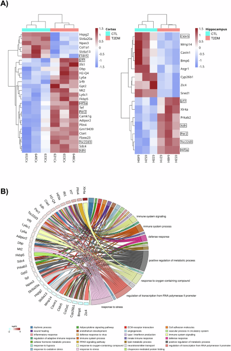 Loss of Cldn5 -and increase in Irf7-in the hippocampus and cerebral cortex of diabetic mice at the early symptomatic stage dlvr.it/TBzQnt
