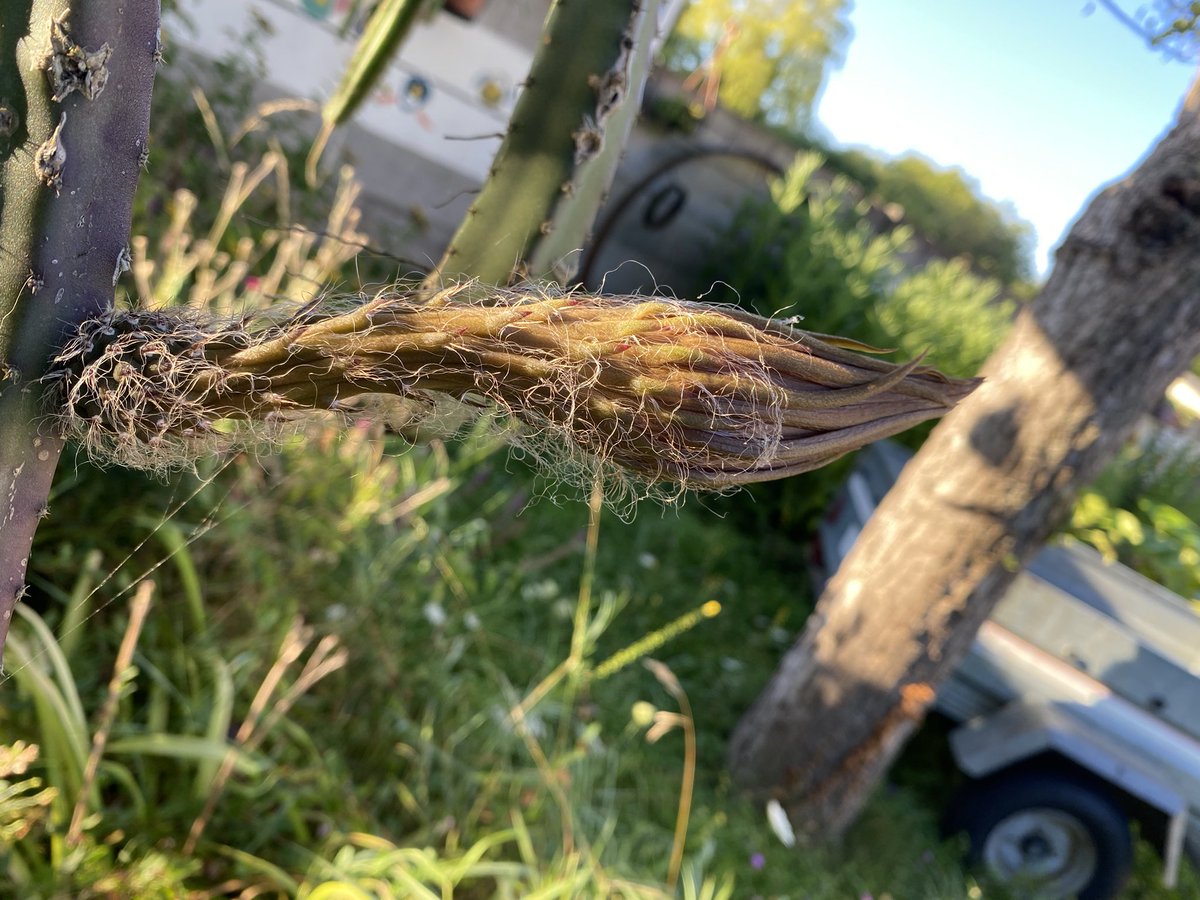 G27Marco's tweet photo. Sympa de m’avoir attendu!! Je pense que c’est pour cette nuit, la #floraison spectaculaire et exceptionnelle #fleur #selenicereus #selenicereusgrandiflorus #plante #jardin! Et trois d’un coup! On va guetter cela ! Et vous le partager #cactees https://t.co/PL4F85wZc3