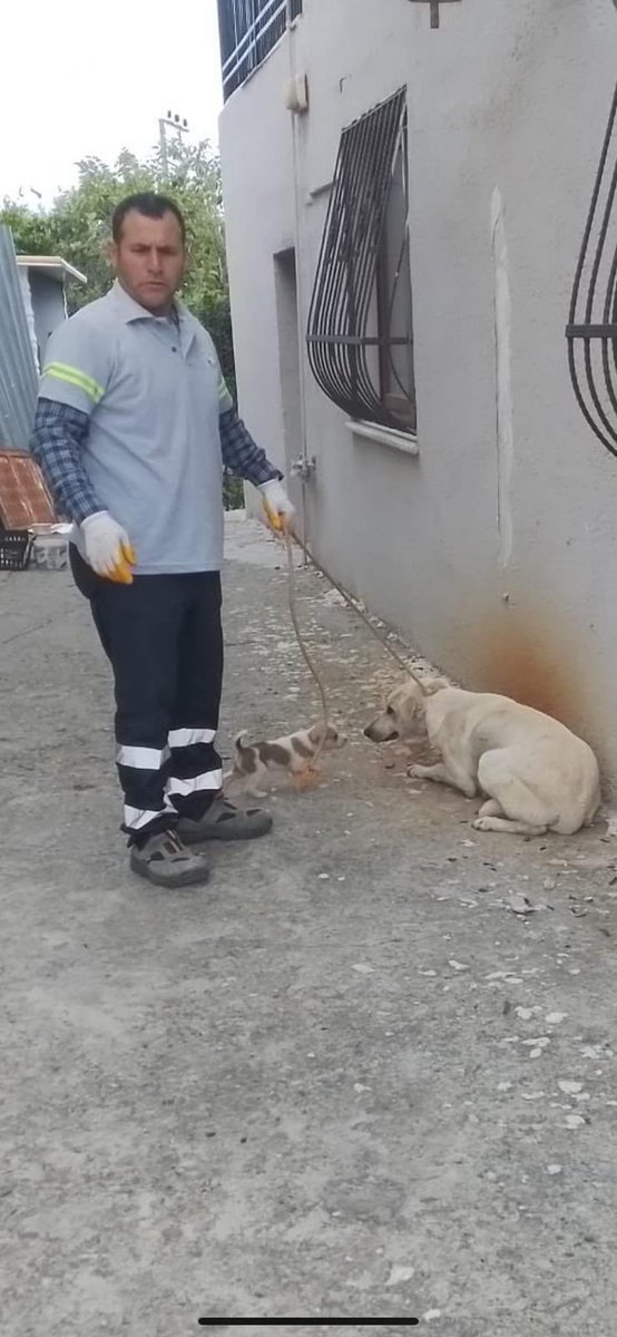 Dogs saved hundreds of lives in the Hatay region of Turkey 🇹🇷 after 2023 earthquakes now Municipal workers are rounding up stray dogs &amp; puppies to be killed in President Erdogan’s dog Genocide. This shames Turkey 🇹🇷 <a href="/RTErdogan/">Recep Tayyip Erdoğan</a> <a href="/animalsavemvmt/">Animal Save Movement</a> <a href="/MeldaKelemcisoy/">Melda Ece-Kelemcisoy</a> <a href="/InsaneHuseyin/">Insane Huseyin</a>
