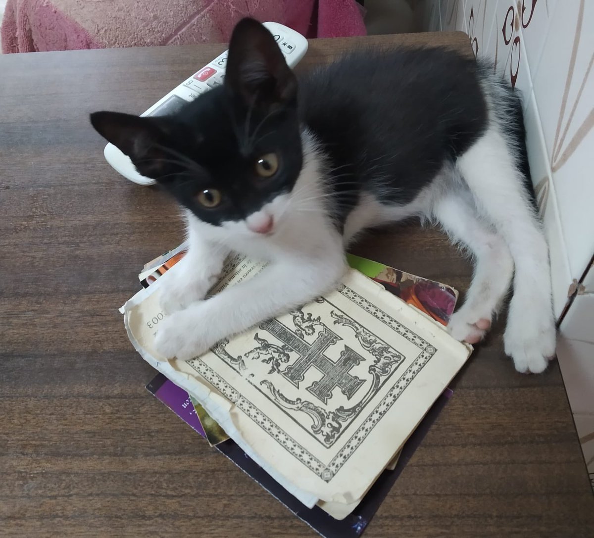 Open 🐕💕🐈🌳🦋 tweet media