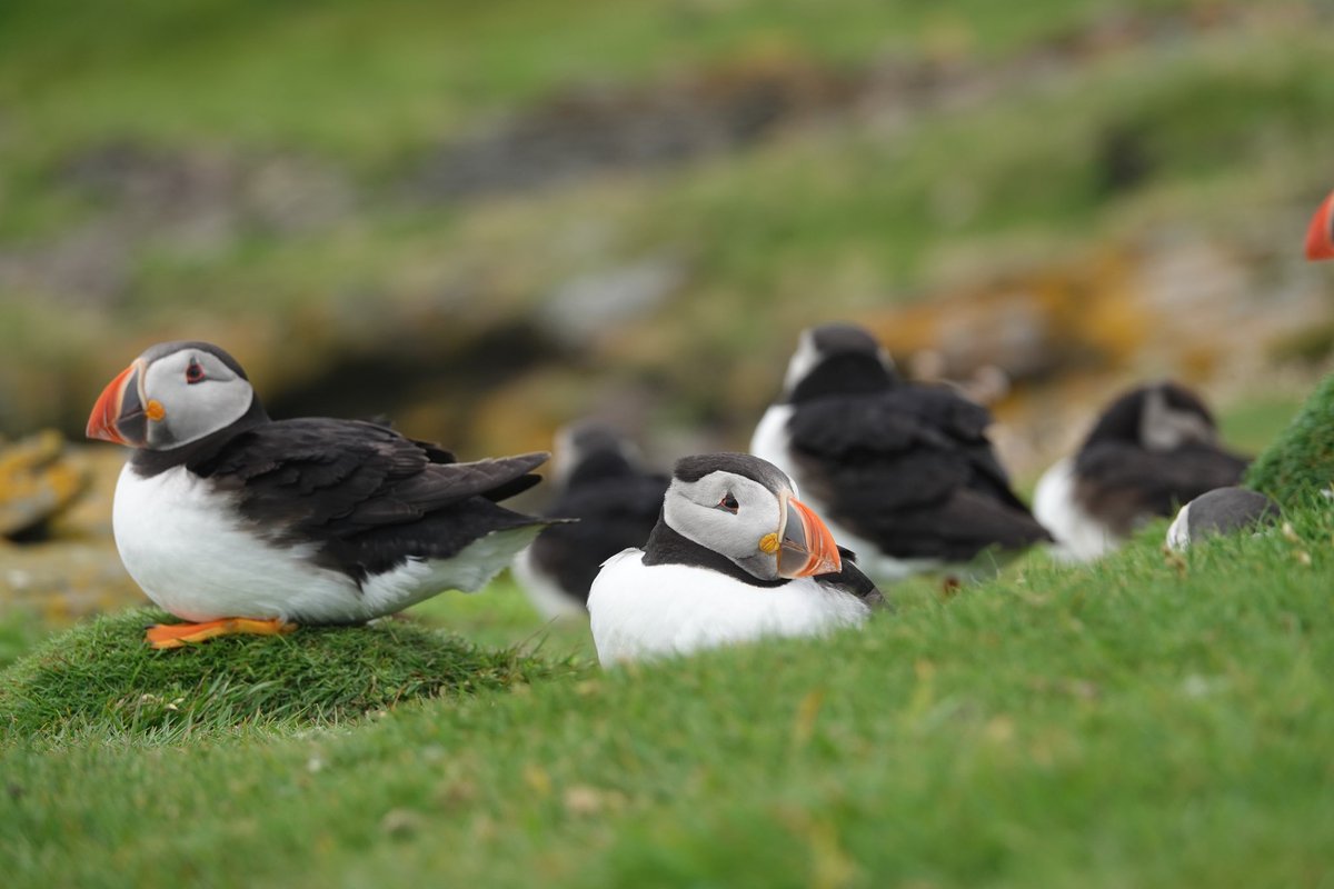 Puffins on Noss ☺️