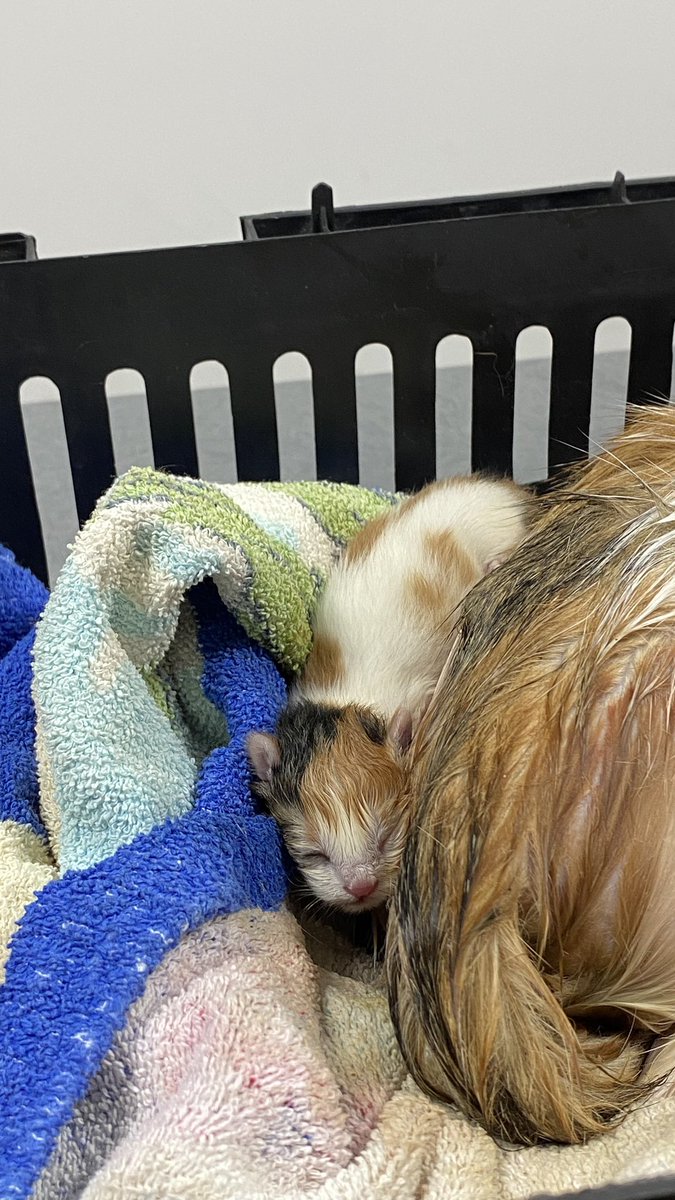 Sen buralara nerden geldin 🥹