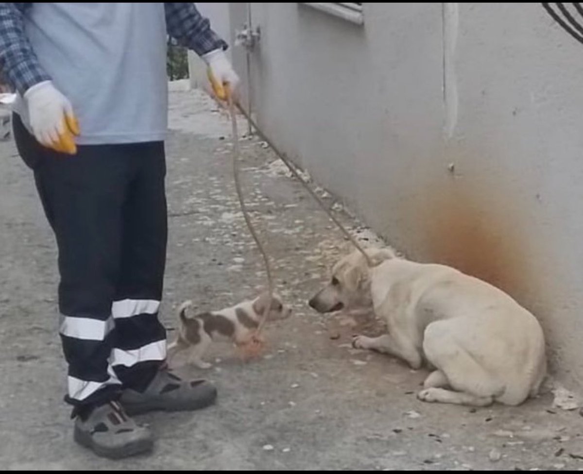Anayasa mahkemesin çok değerli üyeleri lütfen yürütmeyi durdurma kararı verin bu vicdansızlığa bir tek siz dur diyebilirsiniz,yoksa gerçekten Türkiye’nin başına bir şey gelecek.Allah bunu hiç birimizin yanına bırakmaz.
<a href="/AYMBASKANLIGI/">Anayasa Mahkemesi</a> 
#YasayiGeriÇek