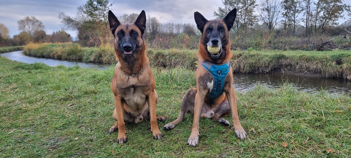 LemeilleurL's tweet image. 16 août Saint Roch
Saint patron des unités cynophiles

Je souhaite une bonne Saint Roch à toutes les unités cynophiles qu'elles soient de la gendarmerie de la police des forces armées des pompiers et les autres.

" Et par Saint Roch, Vive la cyno ! "

#k9
#SaintRoch