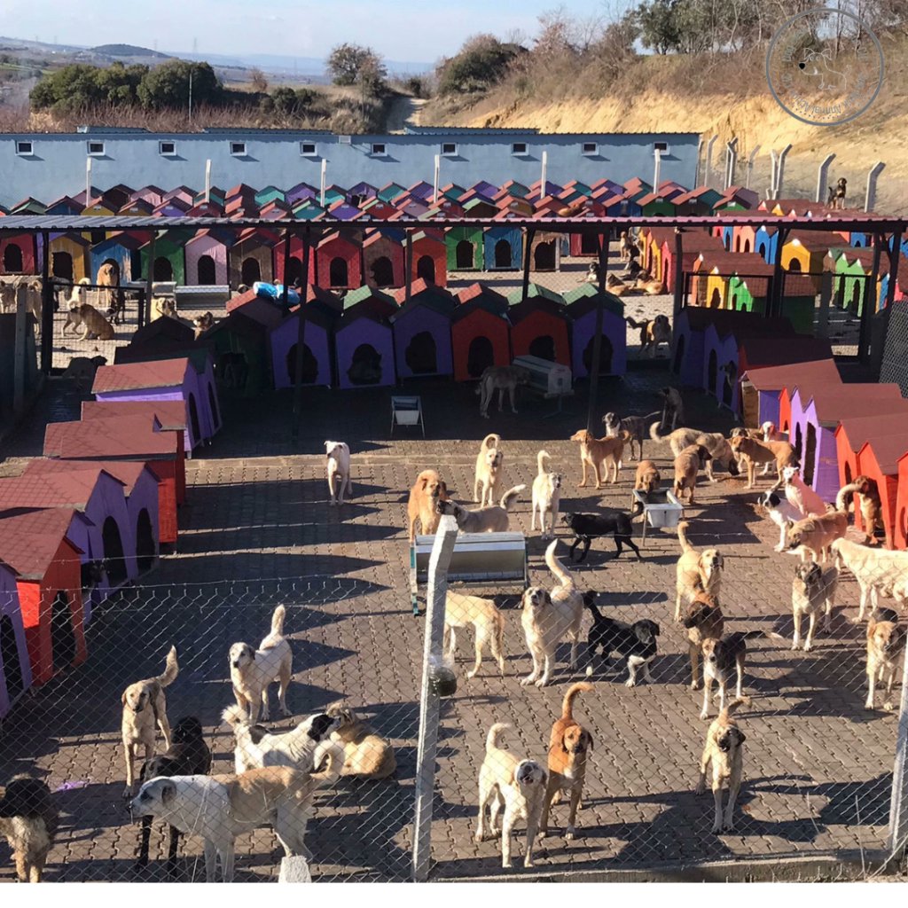 The last time dogs were under threat in 🇹🇷 we did the impossible &amp; set up this wonderful home for hundreds of dogs who otherwise would have lost their lives

We have been asked to do it again &amp; we could but so many folks left us the last time once the dogs were safe 😟

We