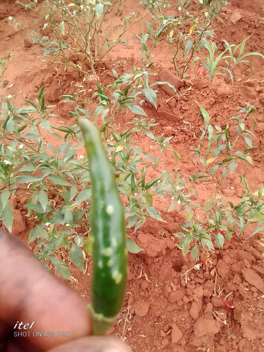 Thrips can be a challenge for chill farmers, but with the right strategies, their impact can be minimized.  Implementing an Integrated Pest Management approach that includes regular monitoring, cultural practices and biological controls. #farmtrackconsulting ltd