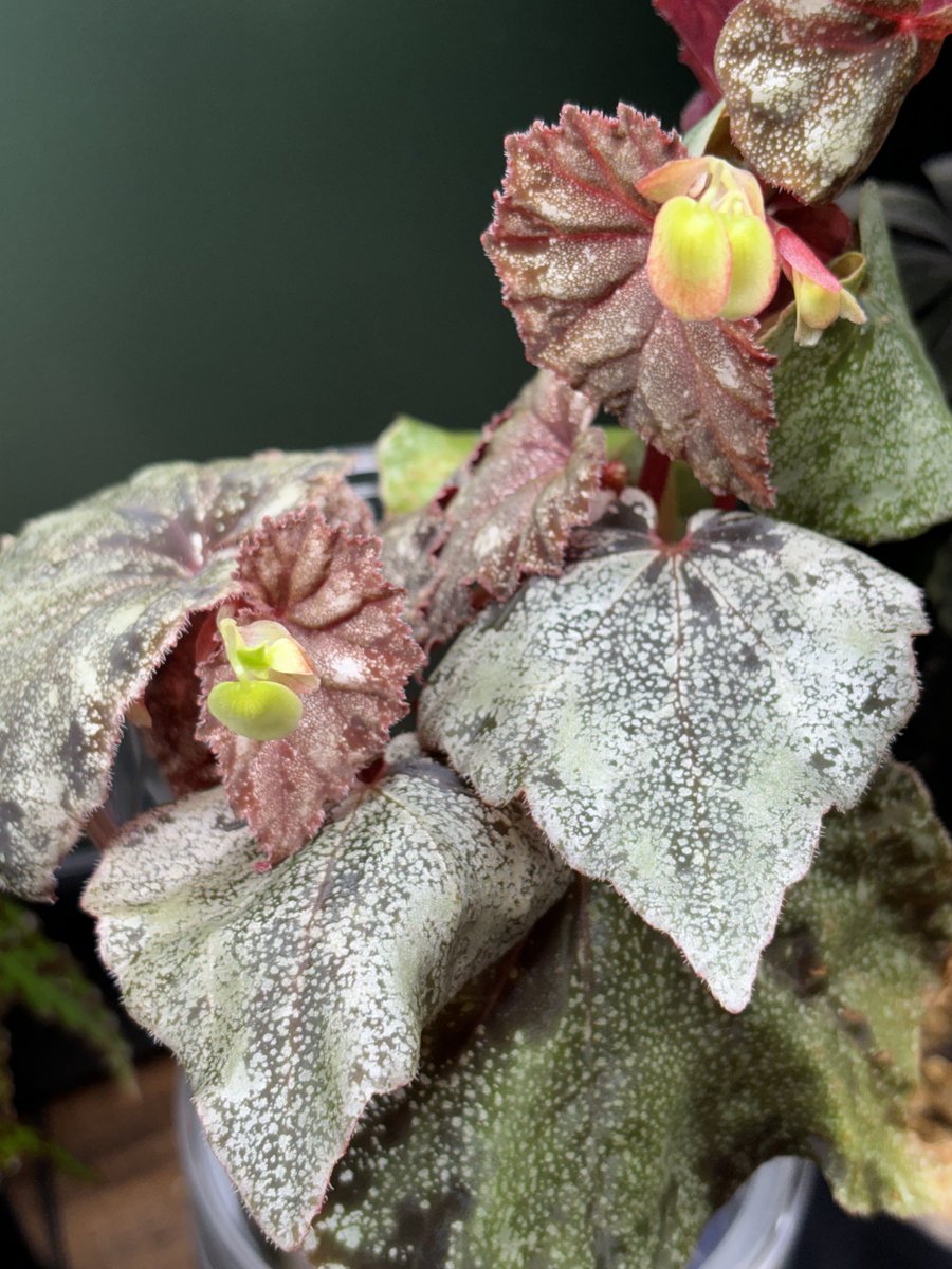 TmnrGt's tweet photo. Begonia curtisii の雄花👀🌼 https://t.co/junU8EWo6H