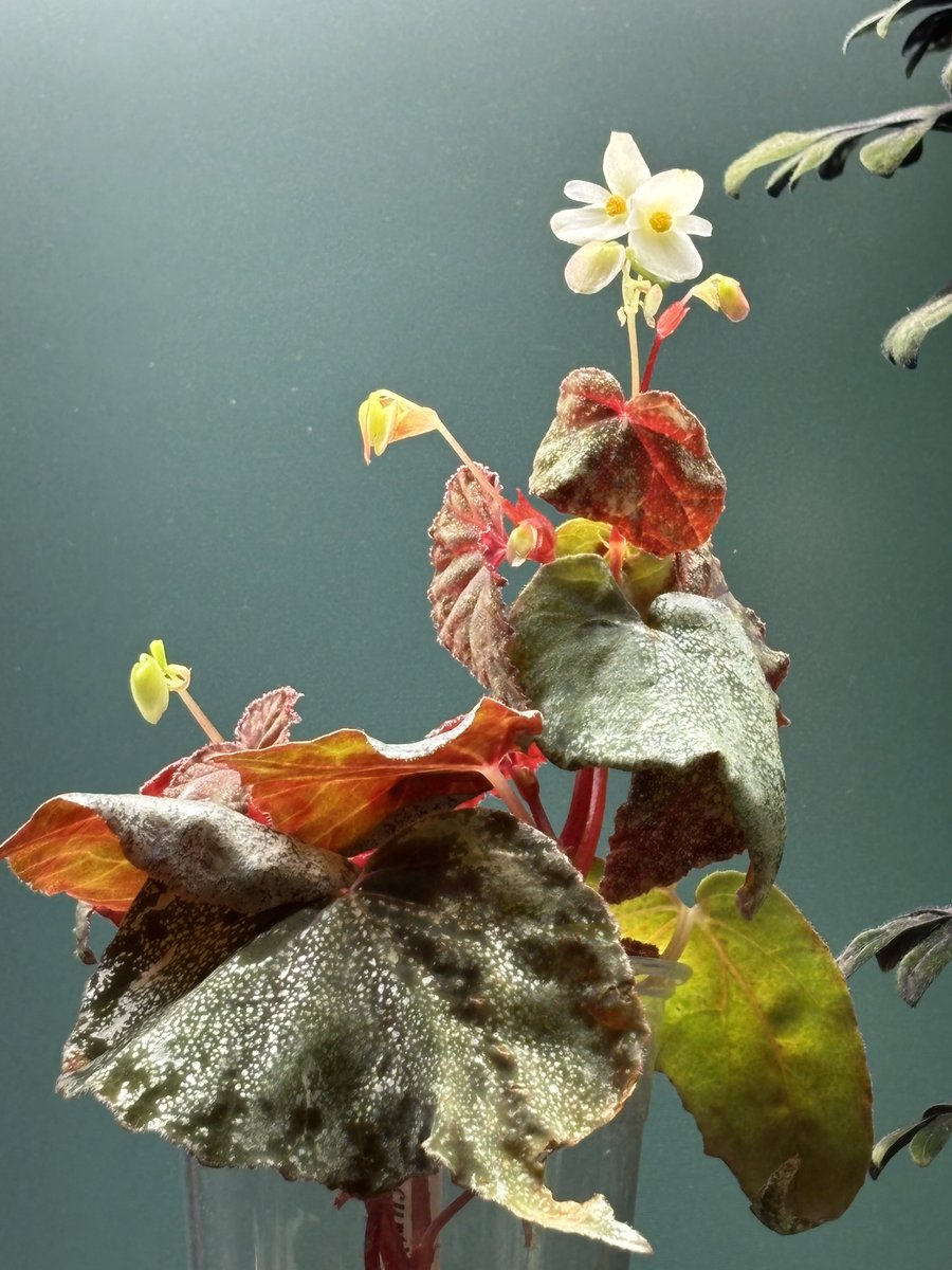 TmnrGt's tweet photo. Begonia curtisii の雄花👀🌼 https://t.co/junU8EWo6H