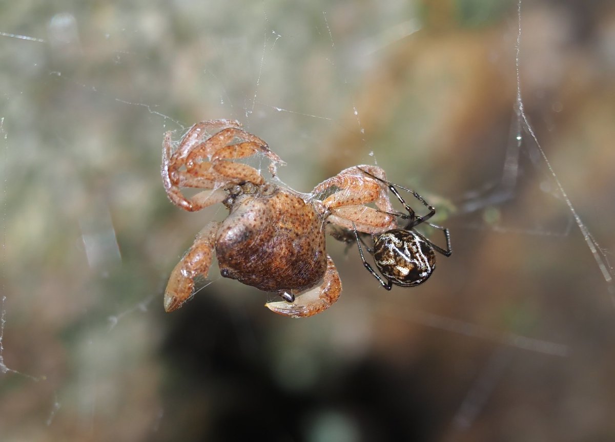 オオヒメグモ？がサワガニを捕獲していた。クモがカニを捕まえているのは初めて見た。でもこれは食えるのだろうか。(渓流沿いの崖地にて)