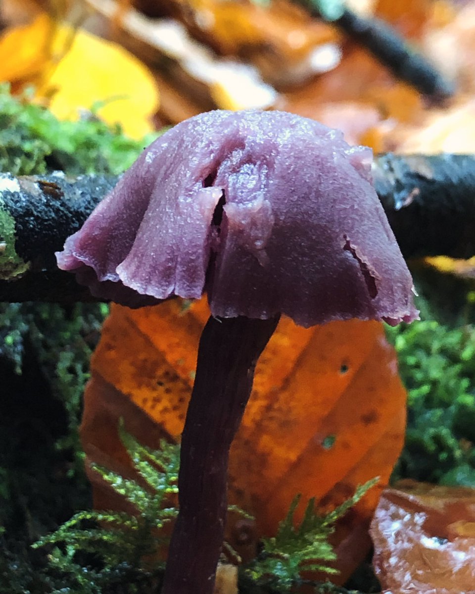 forestfairylake's tweet photo. Amethyst deceiver 💚 #mushrooms #fungi #fungus #fungifriday #woodlandfloor #woodland #woods #forest #trees #plants #nature #goodforthesoul #NaturePhotograhpy #forestphotography #photograghy #windermere #LakeDistrict #Cumbria #walking #Wellbeing https://t.co/XQZTnAEZJp