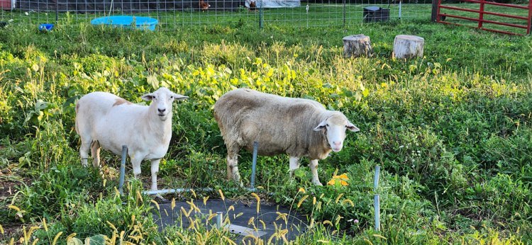 Sophia(Left) &amp; Juno(Right) are two sheep that have joined us at the Sanctuary. The goats are happy to have new friends!
#SheepLife #AnimalSanctuary