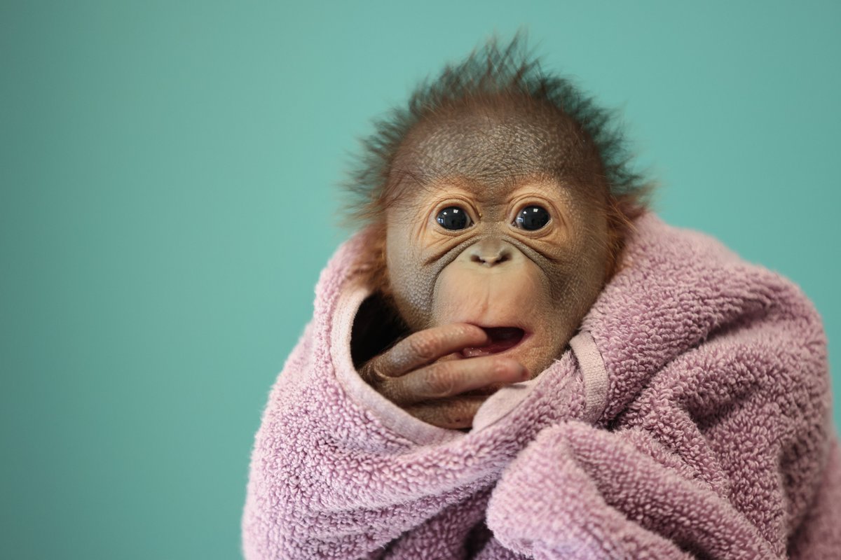 St James's Hospital (@stjamesdublin) on Twitter photo Our immunology laboratory team swung into action when asked by <a href="/DublinZoo/">Dublin Zoo</a> for assistance in testing a sample from orangutan Mujur and her newborn baby as part of a health check on the infant. The team are delighted to have played a part in helping their furry neighbourhood pals! Our immunology laboratory team swung into action when asked by <a href="/DublinZoo/">Dublin Zoo</a> for assistance in testing a sample from orangutan Mujur and her newborn baby as part of a health check on the infant. The team are delighted to have played a part in helping their furry neighbourhood pals!