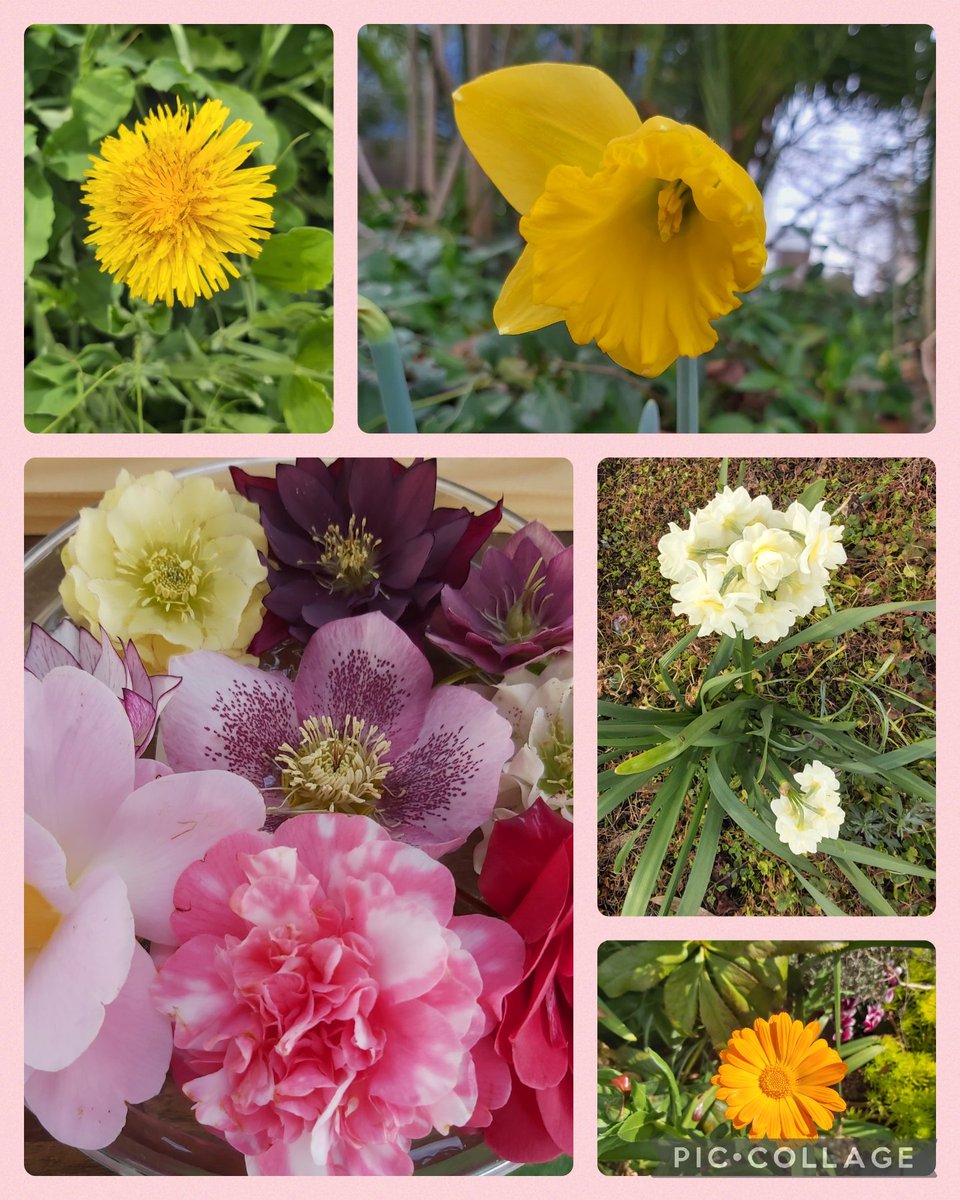 Rickard_Scott's tweet photo. It's #FlowersOnFriday time and today's collage is from #flowers I saw today #Canberra #FloralFriday #ItsAlmostSpring https://t.co/5WBha7h29L