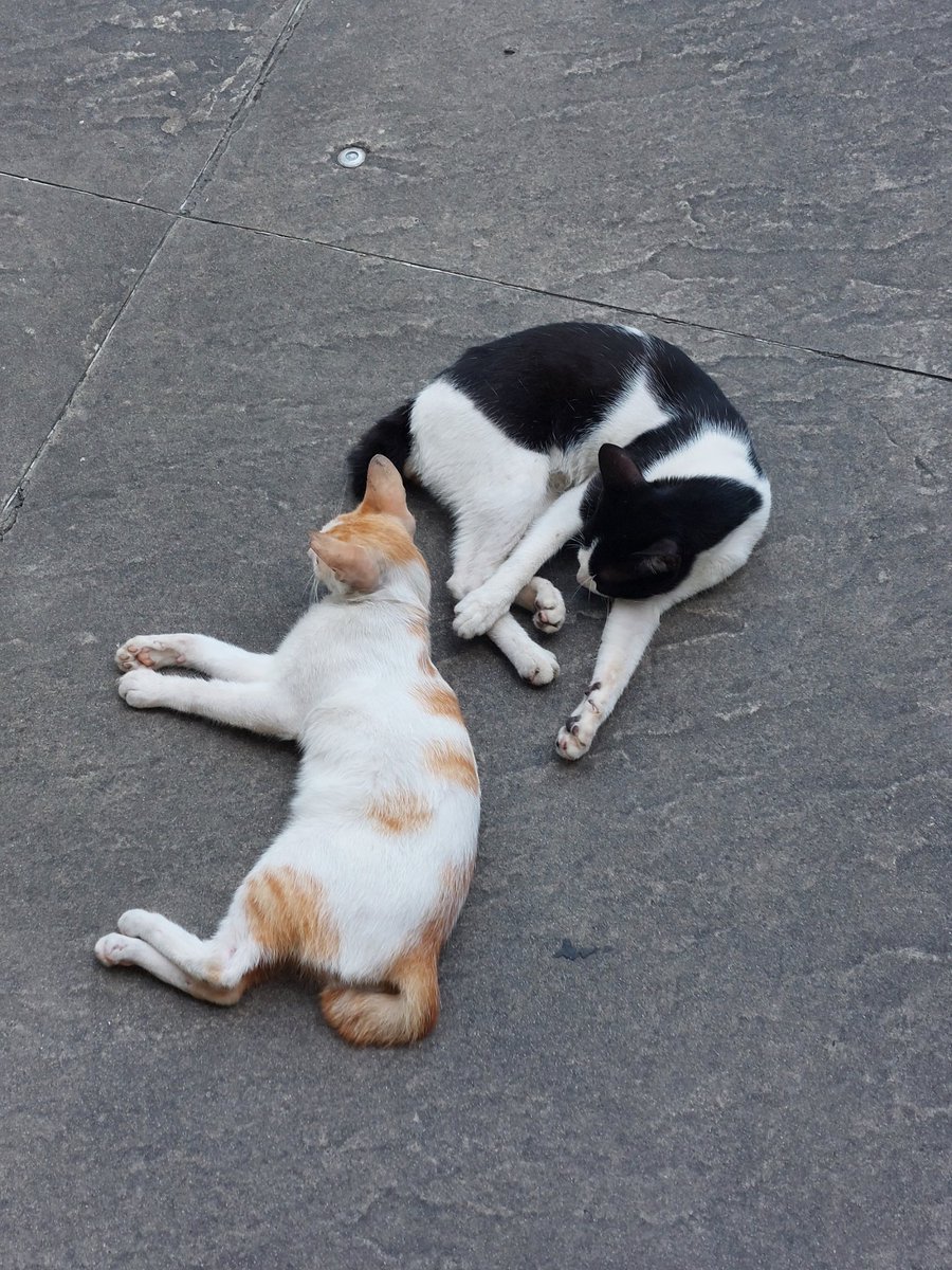 dreamyseptember's tweet photo. mga pusa sa eton centris!! https://t.co/RpBYBx4NhD