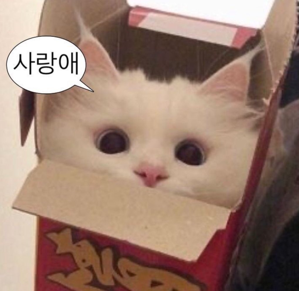BBOONIII's tweet photo. @BabeCats_Korea @firstkp_baby @JENNYBTSJENNY1 @Sanchi_y93 @yhm_smiley https://t.co/oaDUA8WhwP