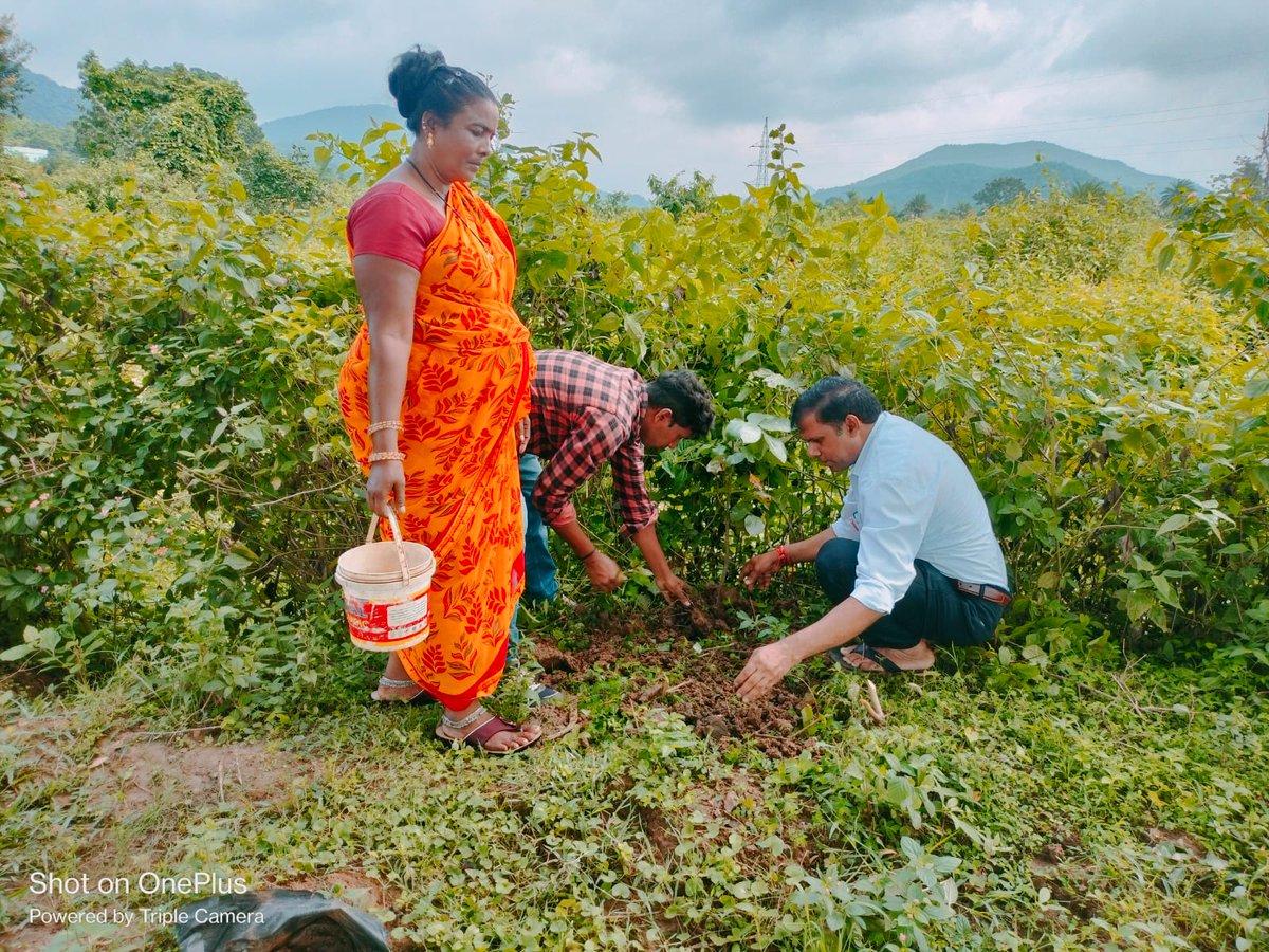 KandhamalG's tweet photo. Plantation activities on the eve of 78th Independence day ceremony G.Udayagiri Block
@CMO_Odisha
@IPR_Odisha
@PRDeptOdisha
@IPR_Odisha
@rdmodisha https://t.co/DDs6wLqMuE