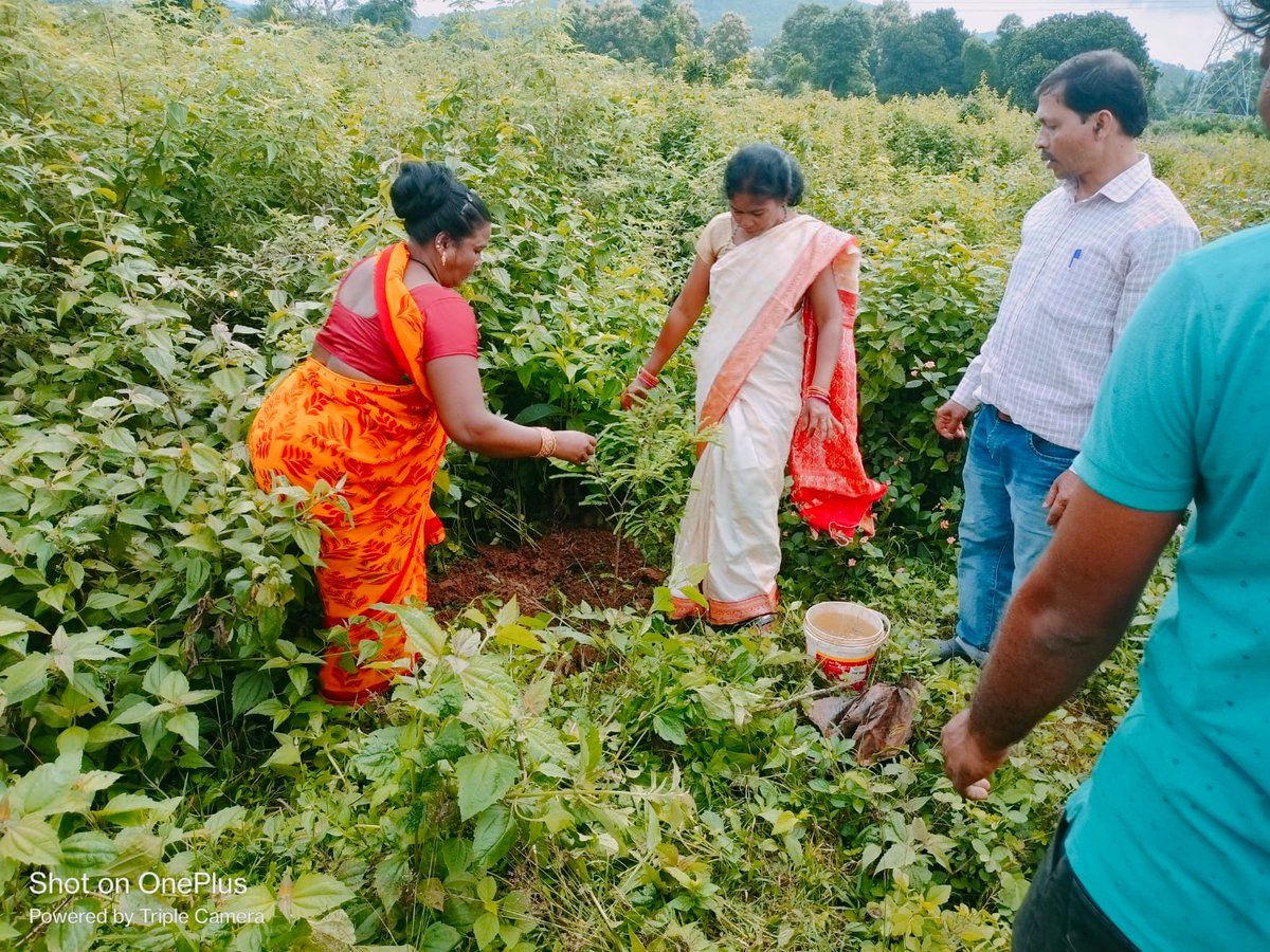 KandhamalG's tweet photo. Plantation activities on the eve of 78th Independence day ceremony G.Udayagiri Block
@CMO_Odisha
@IPR_Odisha
@PRDeptOdisha
@IPR_Odisha
@rdmodisha https://t.co/DDs6wLqMuE