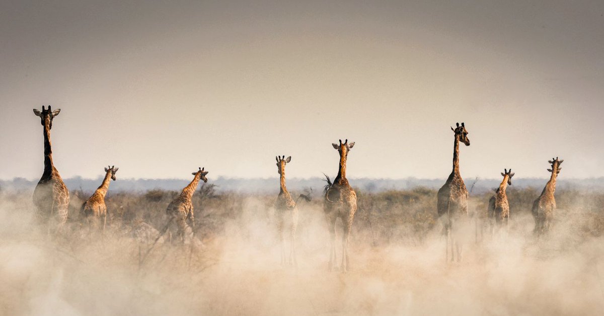 Pitt0r's tweet photo. Thank giraffe it’s Friday! #TGIF https://t.co/zyXTJMR2ha