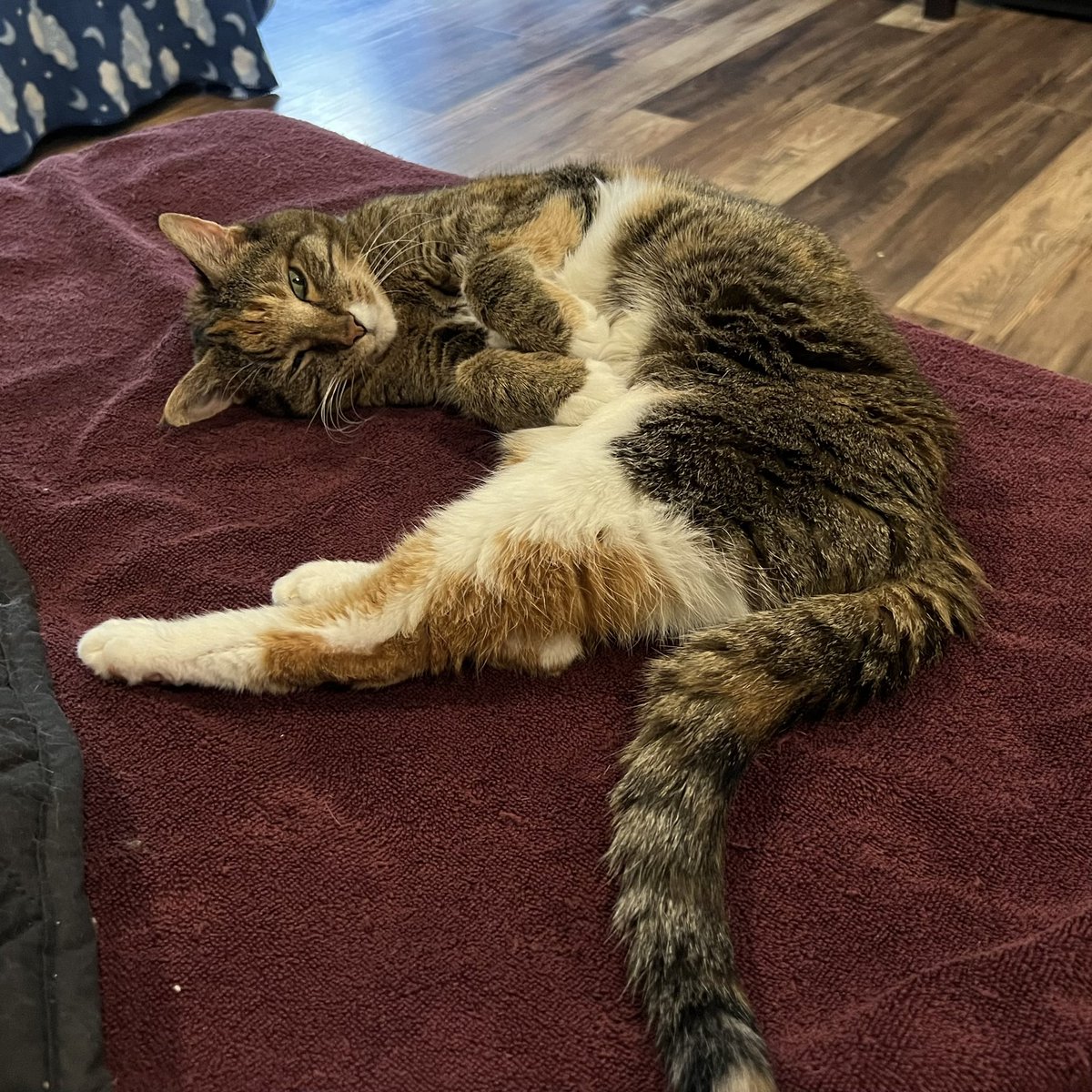 KedYouKnot's tweet photo. @thecurler3 @TheRealRobDowdy @oldenoughtosay @GreedyRunner “Warm dry towel day” as I called it was my cat’s favorite thing. She could be anywhere else in the house and when I took the towel out of the dryer and shook it out, she’d be there, ready to roll on it and snooze 🥰 https://t.co/mf6ZqEFBma