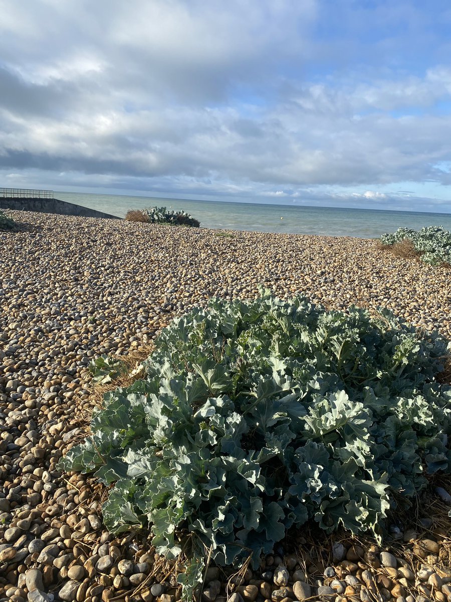 preceptormel's tweet photo. Humid little run 🥵
#Saltdean #Undercliff https://t.co/FW2KYbVXG0