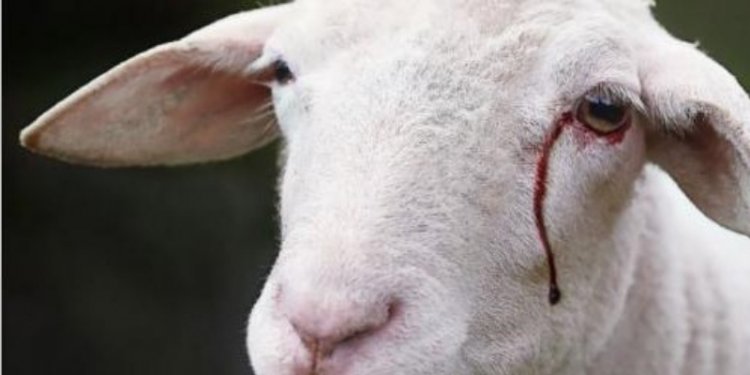 Independence ? 
Something that still not granted where animals arn't free. They are control by people and cant live how they want . Even after all this time they still don't have independence !