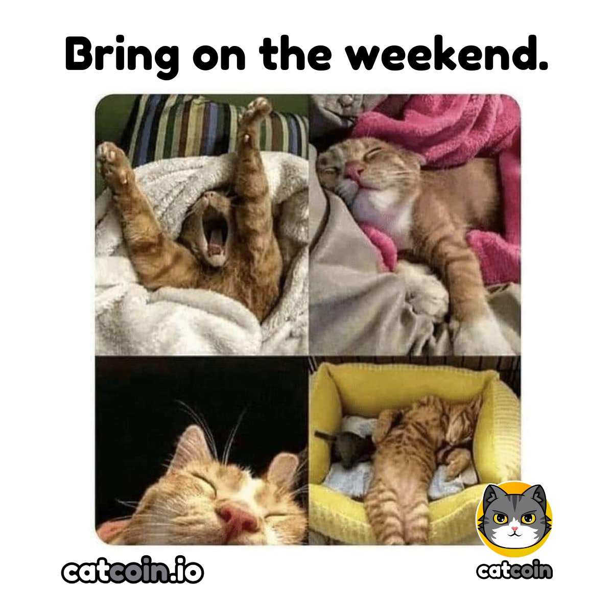Official Catcoin (@officialcatcoin) on Twitter photo Weekend Winner - $20
• Follow <a href="/officialcatcoin/">Official Catcoin</a>
• Retweet
• And comment #Catcoin #USDT #giveaway
48 hours Weekend Winner - $20
• Follow <a href="/officialcatcoin/">Official Catcoin</a>
• Retweet
• And comment #Catcoin #USDT #giveaway
48 hours