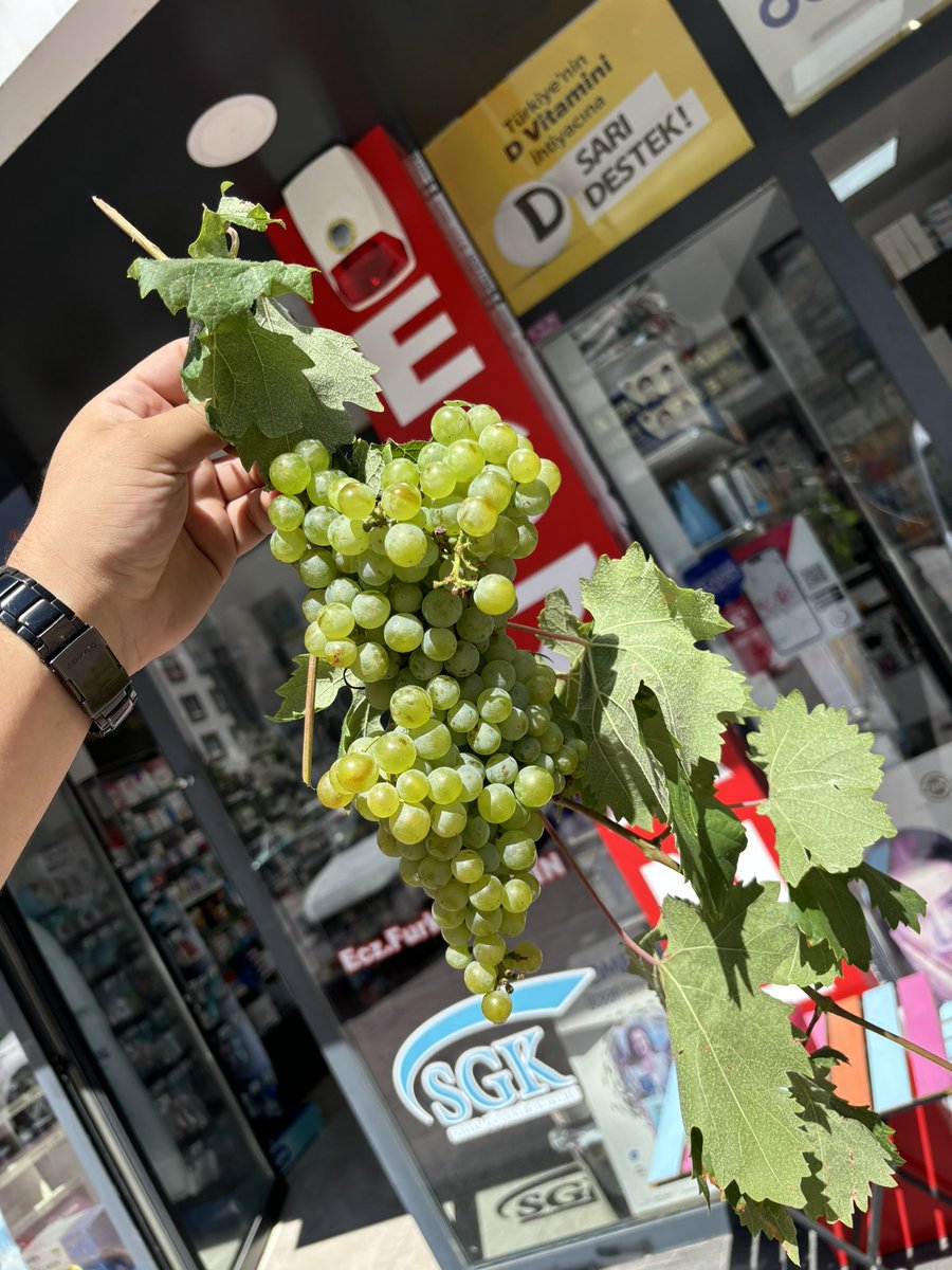 Hastam bana bağ bağışladı 
Ne bağı bu dedim 
Gönül bağı evladım dedi 
🥹❤️