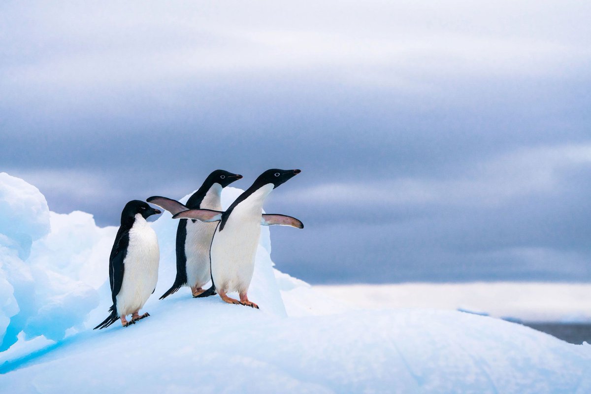 RandRtours's tweet photo. We have added another phenomenal Antarctica Cruise to our portfolio. You can find a full description of this itinerary on our website. https://t.co/Q6n1SRpZuc