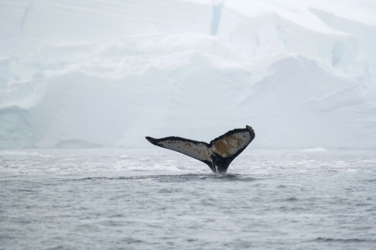 RandRtours's tweet photo. We have added another phenomenal Antarctica Cruise to our portfolio. You can find a full description of this itinerary on our website. https://t.co/Q6n1SRpZuc