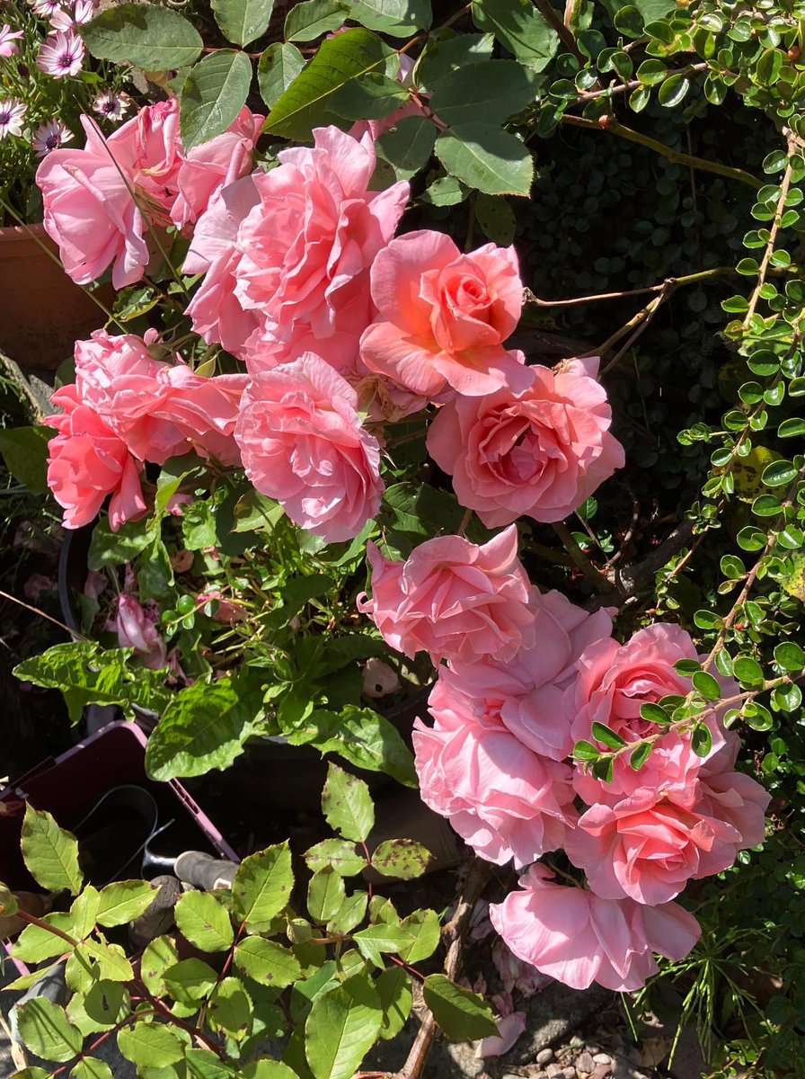 bumbaglady's tweet photo. #DailyPictureTheme #SongTitles #SongLyrics
“It’s been a good year for the roses” Elvis Costello https://t.co/k1Q6HvIYeV