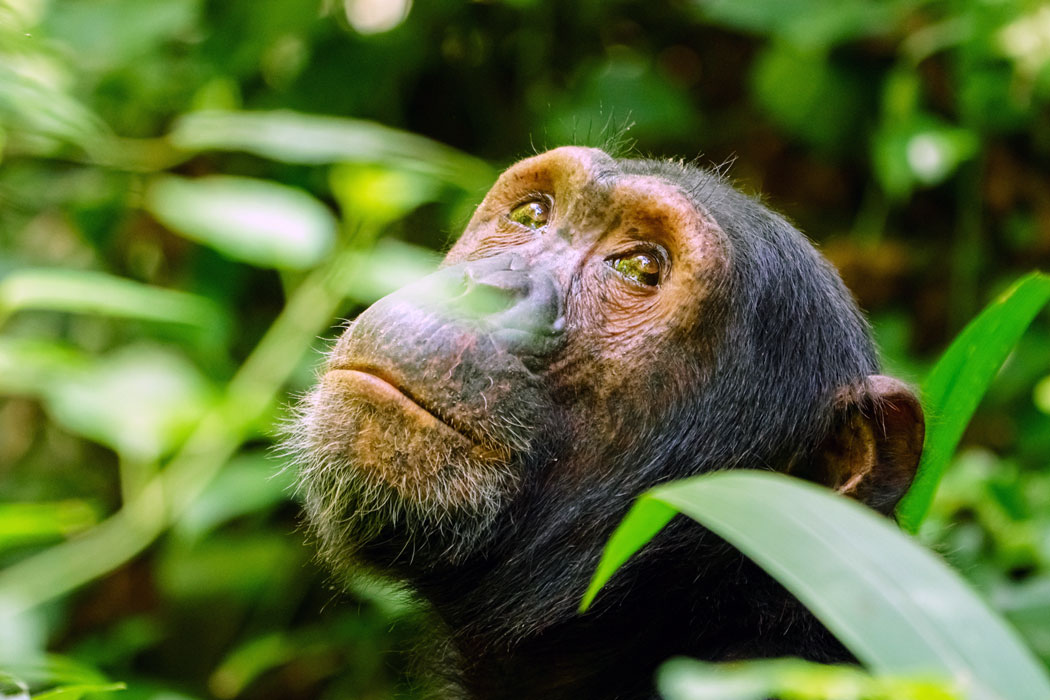 Intelligent Primates Listen to the rhythmic beat of the chimpanzee's call as you observe ...