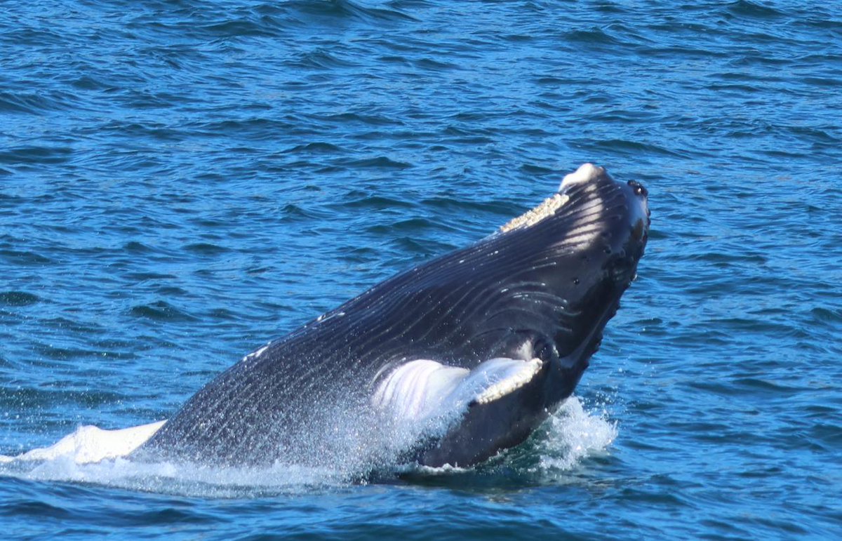 Let's begin September with plenty of energy! Here the humpback whale encountered while sampling Igaliku Fjord in July😍😍😍  @iste_unil <a href="/epflENAC/">EPFL-ENAC</a> <a href="/snsf_ch/">Swiss National Science Foundation</a> @swisspolar <a href="/TOSOceanography/">Oceanography Society</a>  <a href="/UCT_news/">UCT</a>