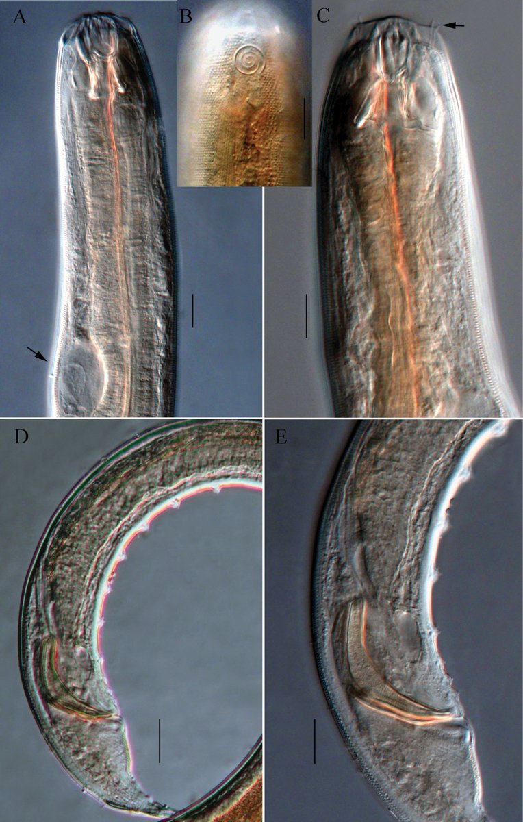 ZooKeys_Journal's tweet image. Description of two new marine nematode species belonging to the genus Halichoanolaimus from the intertidal zone of the Yellow Sea: doi.org/10.3897/zookey…

#biodiversity #nematodes #newspecies