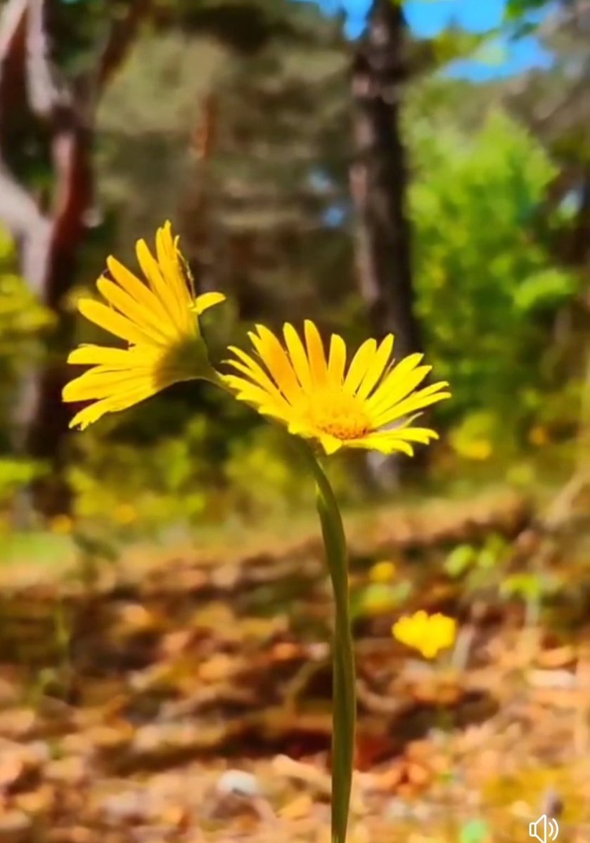 Ayaz🇹🇷 (@ayaz46ede) on Twitter photo Yeniden su yürüdü dalıma yaprağıma
 Bir bakışın can verdi kurumuş toprağıma. Yeniden su yürüdü dalıma yaprağıma
 Bir bakışın can verdi kurumuş toprağıma.
