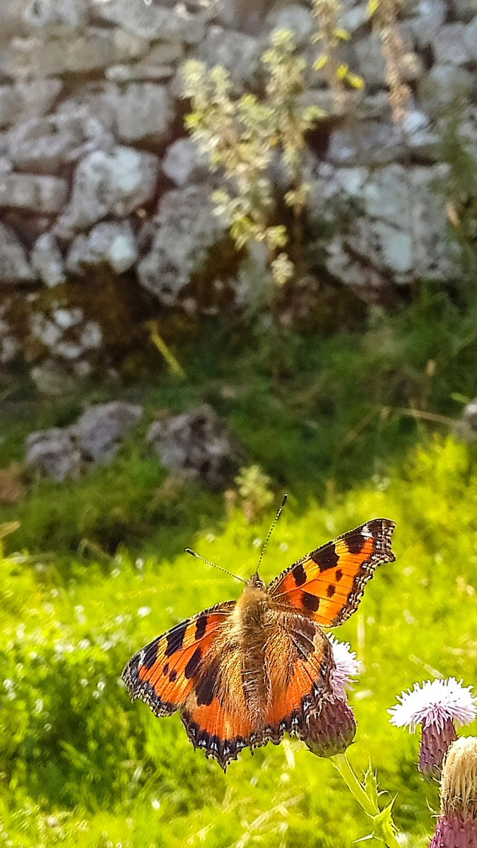 s4r4h_l's tweet photo. #FlutterbyFriday I've certainly not seen a fraction of the small tortoiseshell I would expect to see this year, and when I have there's only been a single one, like this beauty in #Beetham last weekend. @savebutterflies @bc_cumbria #positivity #joy #vitaminN https://t.co/nKMztjaBzx