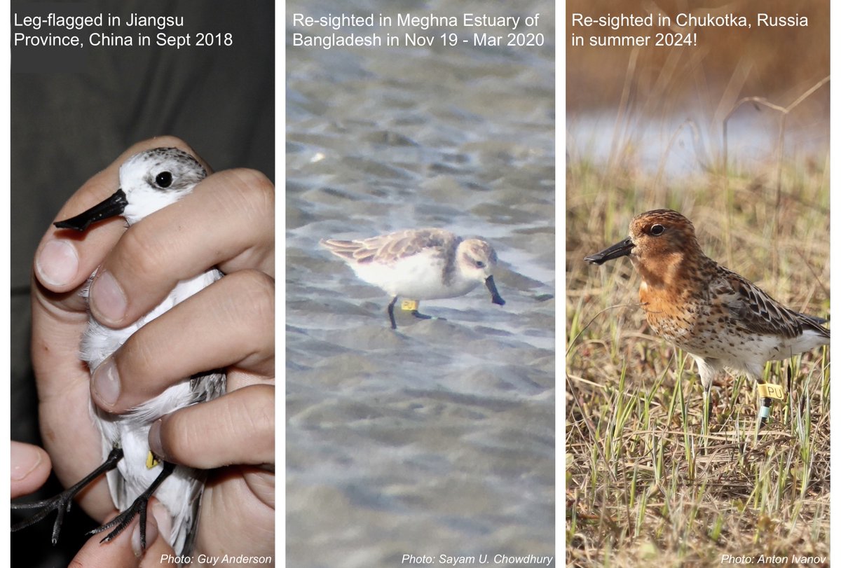 This Spoonie [Yellow PU] was first flagged in Jiangsu, China in Sept-2018. It was later re-sighted in Meghna Estuary, Bangladesh where it spent the winter from Nov-2019 to Mar-2020. After that, it wasn't seen again until this summer in Chukotka, Russia! Amazing results <a href="/SBS_TF/">Spoon-billed Sandpiper Task Force</a>