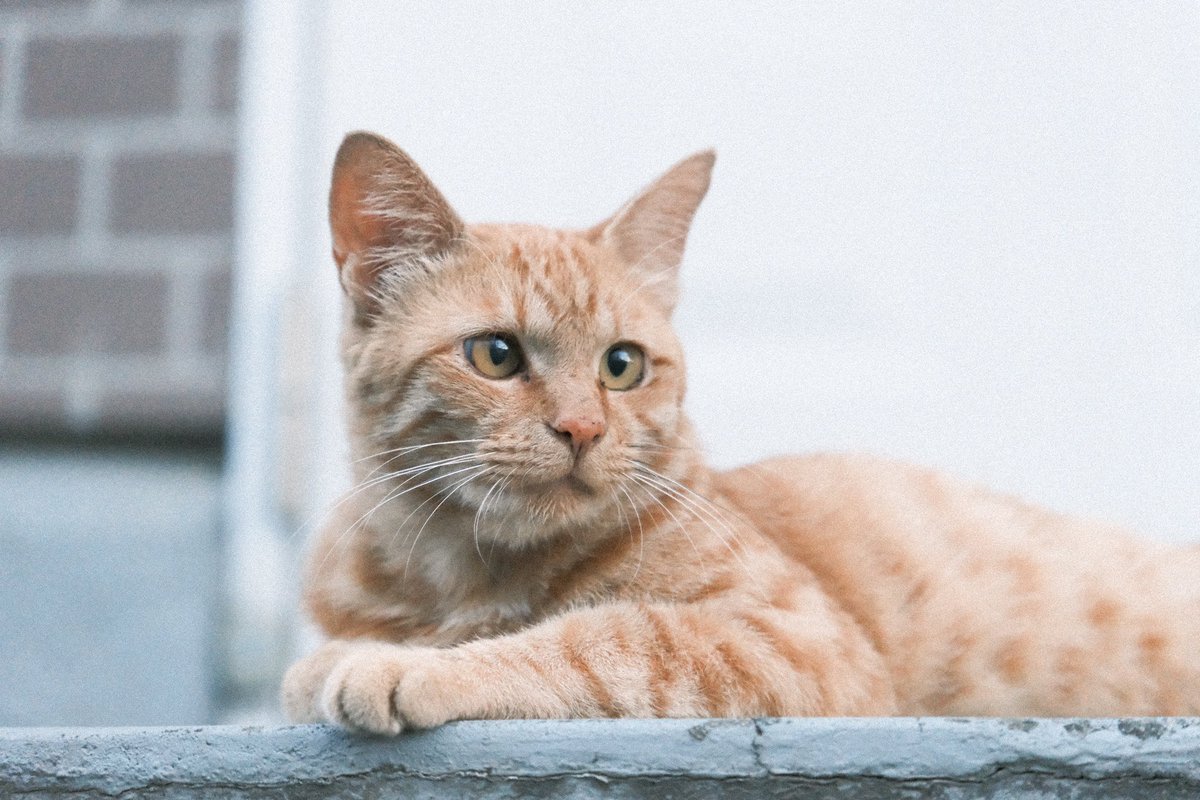 mumimuuun's tweet photo. #XT5 #FUJIFILM #写真好きな人と繫がりたい https://t.co/KMmfaGwLer