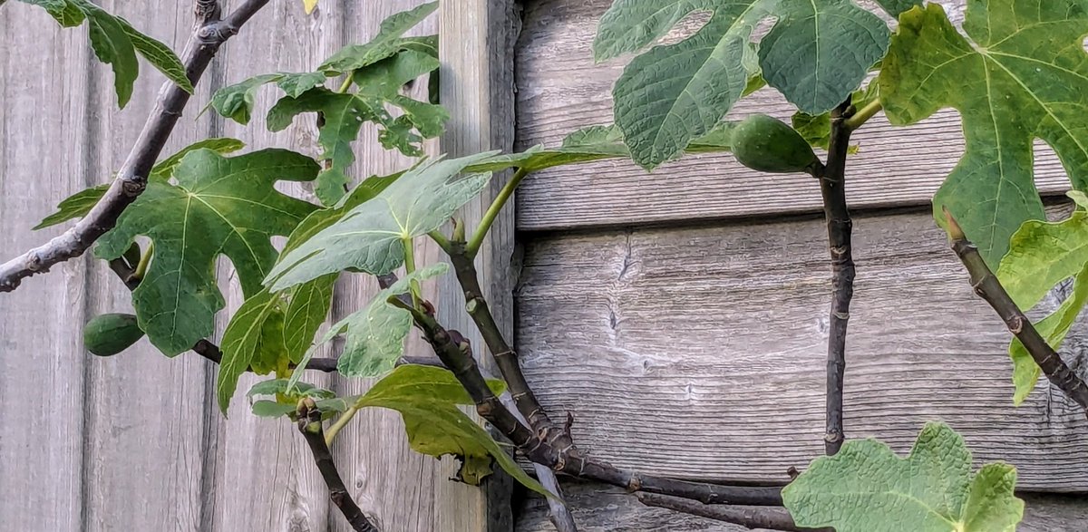 Officiële mededeling: wij hebben vijgen (meervoud!) aan onze boom. Op het unieke gerecht dat Pim ermee zal maken kan nu alvast geboden worden 😉
